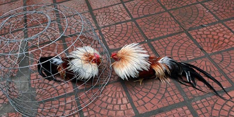 Cách nuôi gà đá cựa sắt đem đến lợi ích về giải trí